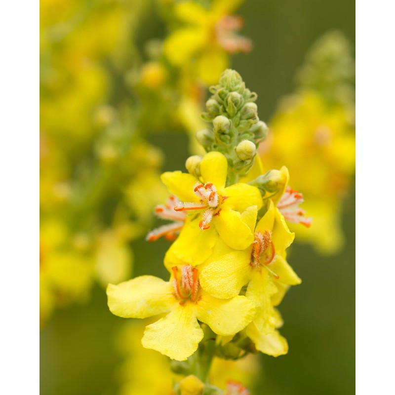 Herb Pharm Certified Organic Mullein Blend Liquid Extract for Respiratory