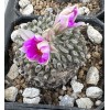 Big Cactus Blando Pelecyphora Aselliformis Hatchet Cactus 1 Headed 4”