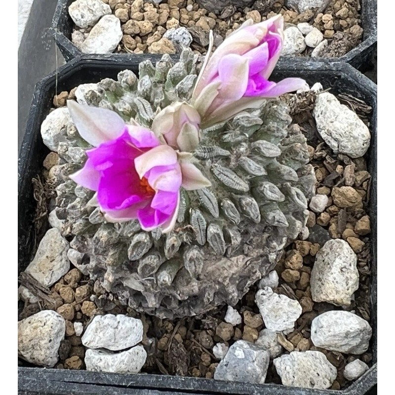 Big Cactus Blando Pelecyphora Aselliformis Hatchet Cactus 1 Headed 4”
