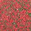 Red and Green Peppermint Candy Crunch (1 lb Bag)