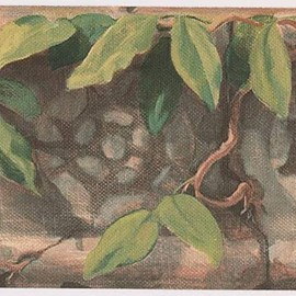 CONCORD WALLCOVERINGS ™ Ancient Architectural Wallpaper Border Featuring Tropical Plant Leaves and Stone Pattern, Colors Grey Black Green Brown, Size 5 Inches by 15 Feet OT4181B