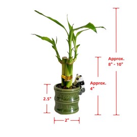 Coop & Harp Small Lucky Bamboo Live Indoor Plant with Ceramic Vase, Live Indoor Lucky Bamboo for Home, Office and Gift (2PK Panda)