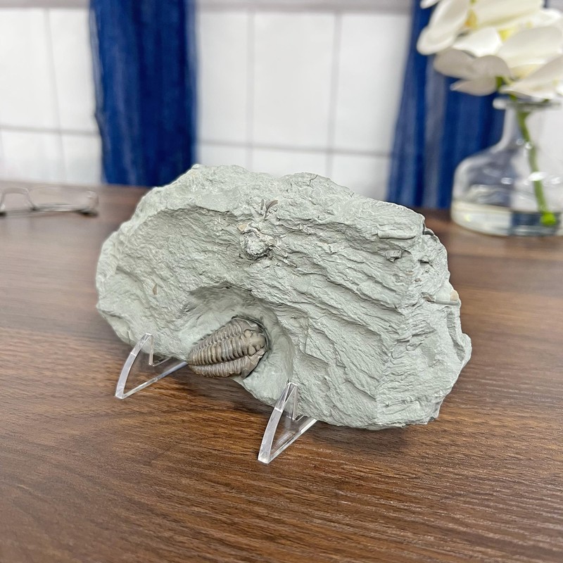 GIBSON HOLDERS 1PL Adjustable White Wire and Clear Acrylic Display