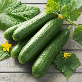 Cucumber Seeds – Cetriolino Beth Alpha – Early, Smooth Skin Mini Cucumbers – High Yield, Mild Flavour, Thin Skin Variety – Ideal for Salads & Snacking