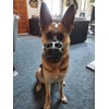 Mayerzon Dog Muzzle, Breathable Basket Muzzles for Small, Medium, Large