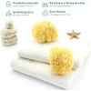 Natürlicher mediterraner Schwamm für den Körper, nicht synthetisch (16-18 cm