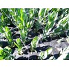 Tenax 100522964 Hortonova Plant Trellis Net White 48inx16ft