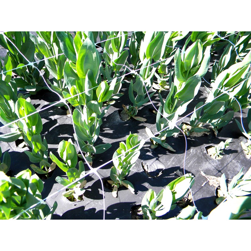 Tenax 100522964 Hortonova Plant Trellis Net White 48inx16ft