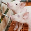 HEALEEP Stainless Steel Splashproof Pig Water Nozzle Small High Flow