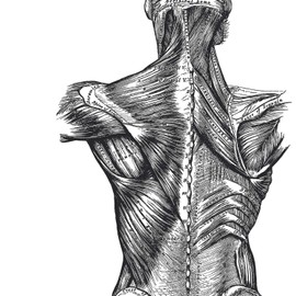 Nacnic Set of 3 Black and White Anatomy Posters with Pictures of the Human Body, Pack of Sheets on Biology with Arm, Leg and Back. A4 Size With Marco.