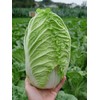 NIKA SEEDS - Seeds Vegetable Napa Cabbage Chinese Green -
