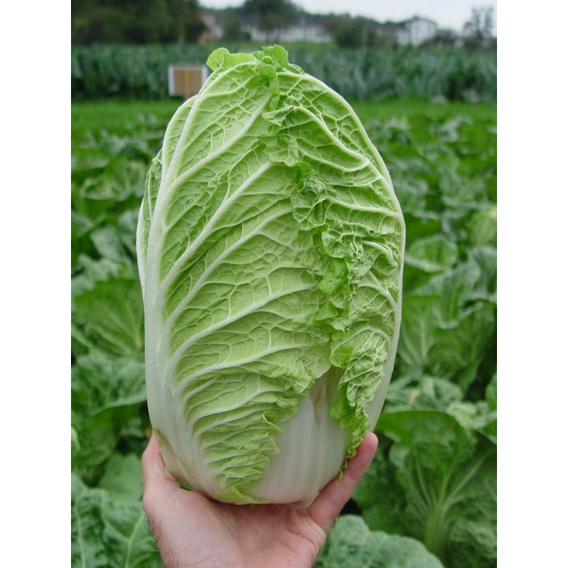 NIKA SEEDS - Seeds Vegetable Napa Cabbage Chinese Green -