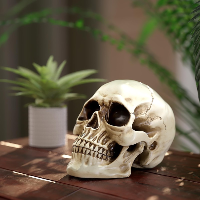READAEER Resin Skull, Human Head Model for Home Decoration, Halloween
