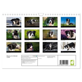 Beauty of a Border Collie (Wall Calendar 2026 DIN A4 Landscape), CALVENDO 12 Month Wall Calendar