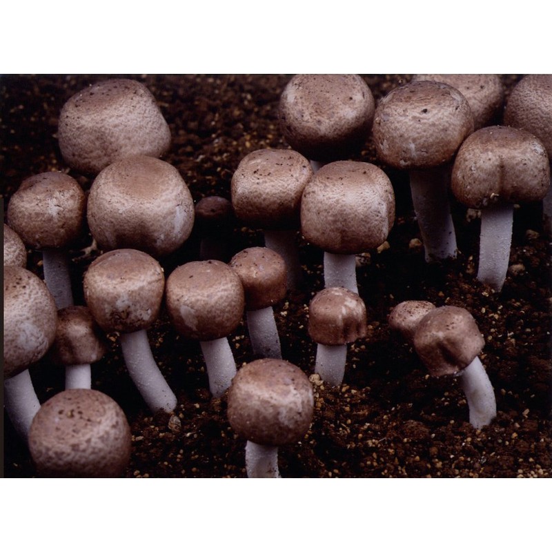 Nano (Nano) agarikusu If You Walk Through Body Extract Granules