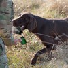 AUSCAMOTEK Dead Duck Dummy Bumper for Waterfowl Hunting Retriever Dog