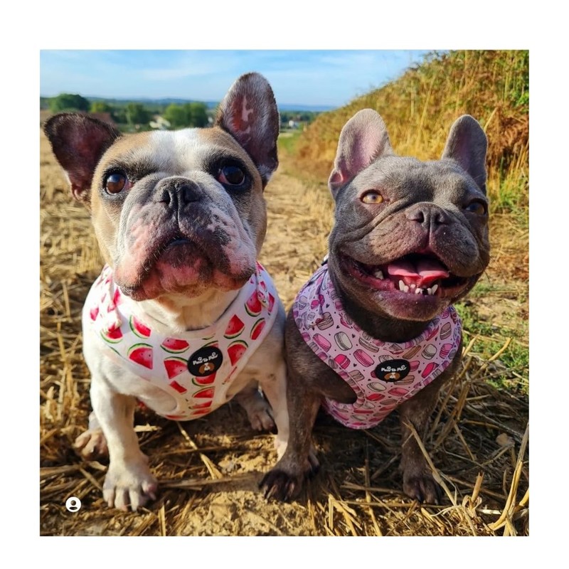 Adjustable macaroon dog harness/car suitable/for no pulling XXS- Medium (Small)