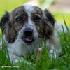 Sammy's Tooth Gel | Chew Bar Snack for Dogs |