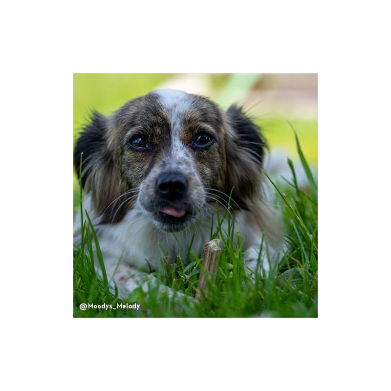Sammy's Tooth Gel | Chew Bar Snack for Dogs |