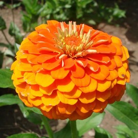 Park Seed Queeny Pure Orange Zinnia Seeds, Pack of 25 Seeds – Heavy Bloomer, Bright Orange Globe-Shaped Flowers, Non-GMO, Ideal for Gardens, Containers, and Pollinator-Friendly Landscapes