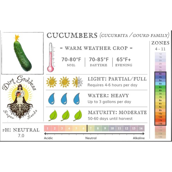 Bulk Organic Marketmore 76 Cucumber Seeds Non GMO (1 Lb)