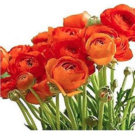 Orange French Peony Ranunculus - 12 Largest Size Corms, Premium Ranunculus Bulbs, Vibrant Orange Flowers, Ideal for Garden Beds, Perfect for Spring Planting 2025, Stunning Peony-Like Blooms