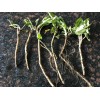 Unbranded HORSERADISH CROWNS (Common), ORGANIC: 50 ea. for planting. PLANT