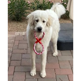 The Famous Dolphin MFR 10pcs Healthy Dog Pet Chew Toys Teeth Clean Play Bite Knot Rope Aggressive Chew