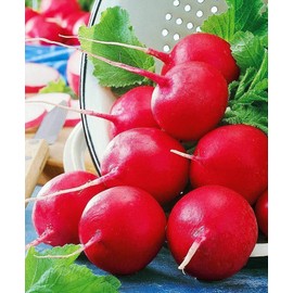 Seeds Radish Red Ball 22 Day Heirloom Vegetable for Planting Non GMO