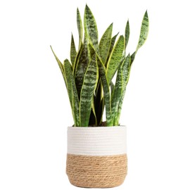 Costa Farms Live Snake Plant, Sansevieria, Easy Care House Plant in Modern Decor Pot, Houseplant in Potting Soil Mix, Succulent Plant Gift for Housewarming, Office and Home Decor, 2-3 Feet Tall
