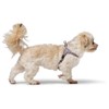 HUNTER SOHO MINI Dog Harness, Colour: Light Blue, Cowhide Leather,