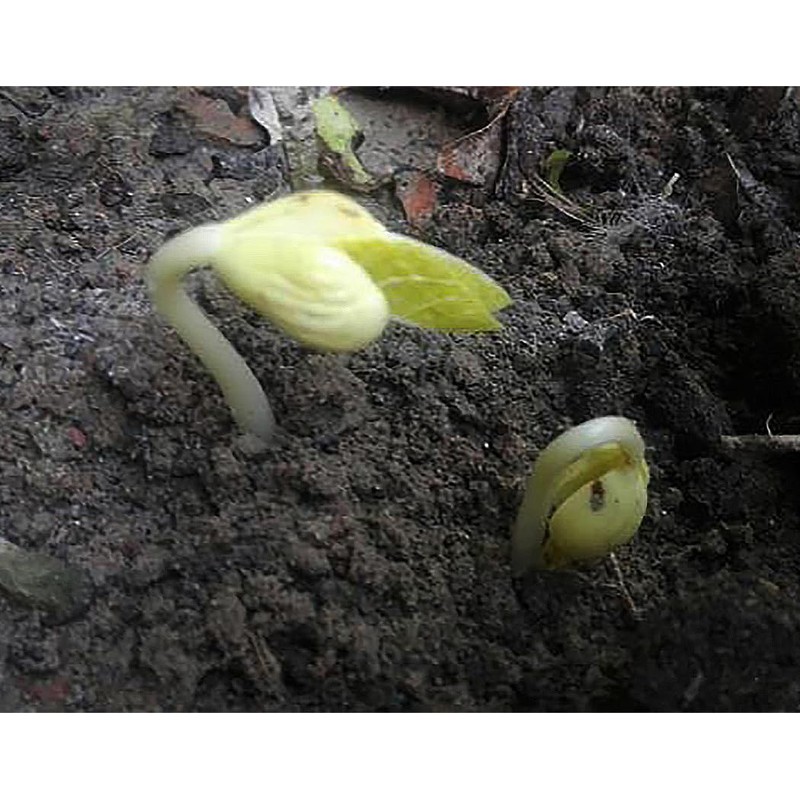 Haricot Vert Stringless Green Bean Seeds