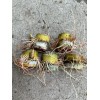 Sugarcane 5pcs Rooted Sugarcane Cutting Sweet Juicy Tropical Live Plant