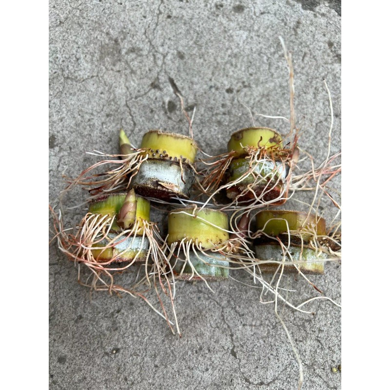 Sugarcane 5pcs Rooted Sugarcane Cutting Sweet Juicy Tropical Live Plant
