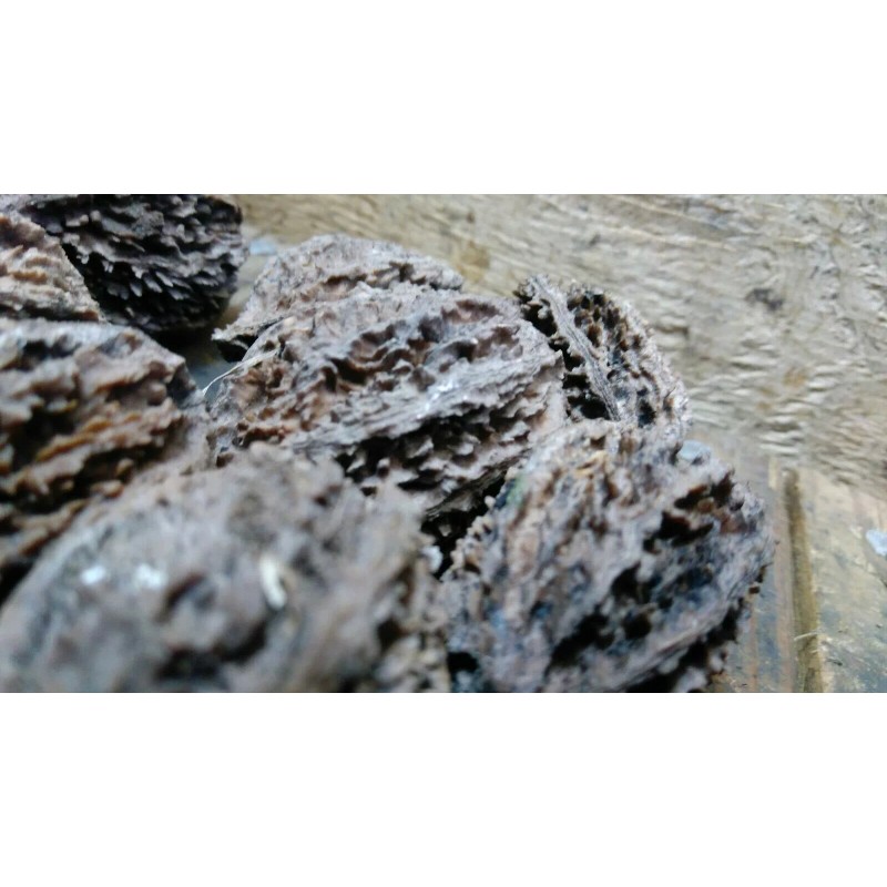 White 10 Butternut tree seeds (Juglans cinerea) aka White Walnut