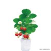 Indoor Growing Kit, Strawberry, Easy Growing Set, Growing with Plastic
