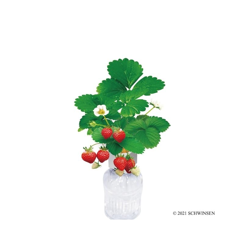 Indoor Growing Kit, Strawberry, Easy Growing Set, Growing with Plastic