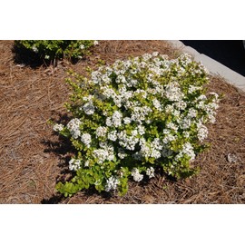 Viburnum Mrs. Schiller's Delight I 3 Live Plants I Dwarf Obovatum I Evergreen Shrub with Fragrant White Blooms, Ideal for Hedges, Borders, and Ornamental Landscaping