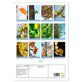Ginkgo (Wandkalender 2026 DIN A3 hoch), CALVENDO Monatskalender: Ginkgobaum und schöne Details des Baumes (CALVENDO Natur)