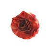 Zac's Alter Ego Shaded Blood Red Rose Flower on Concord