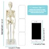 Mini Human Skeleton Model for Anatomy, 17.7 Inches (45 cm)