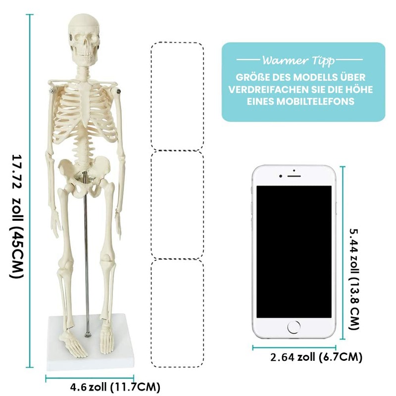 Mini Human Skeleton Model for Anatomy, 17.7 Inches (45 cm)
