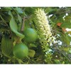 Nuez De Macadamia Con Proteínas, Mxmmn-002, 1kg, Natural, N