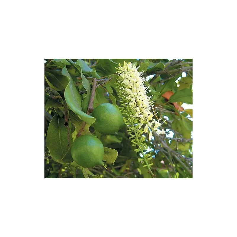 Nuez De Macadamia Con Proteínas, Mxmmn-002, 1kg, Natural, N