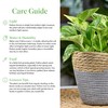 American Plant Exchange Golden Pothos – 6-Inch Pot – Live