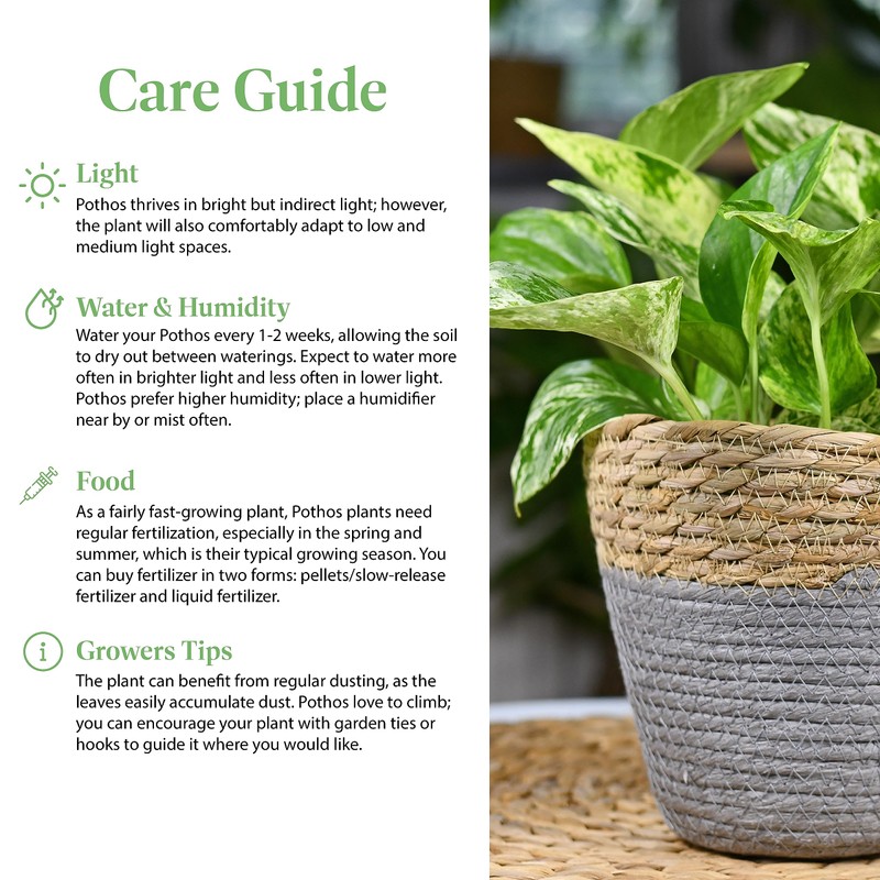 American Plant Exchange Golden Pothos – 6-Inch Pot – Live