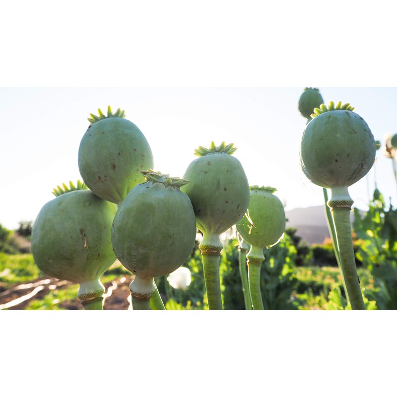 Peshawar Poppy Seeds (~350): Certified Organic, Non-GMO, Heirloom, Open Pollinated