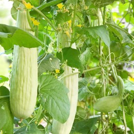 Armenian Cucumber Seeds Annual Climbering Vine Productive Heat Tolerant GMO Free Rich in Vitamins Garden Trellises Containers Outdoor 40Pcs Vegetable Seeds by YEGAOL Garden