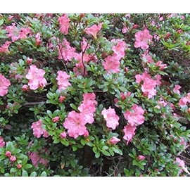 Gumpo Pink Dwarf Azalea - Trade Gallon