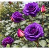 Bonsai Germany Rare Purple Roses 30Pcs Dragon Rose Heirloom Seeds